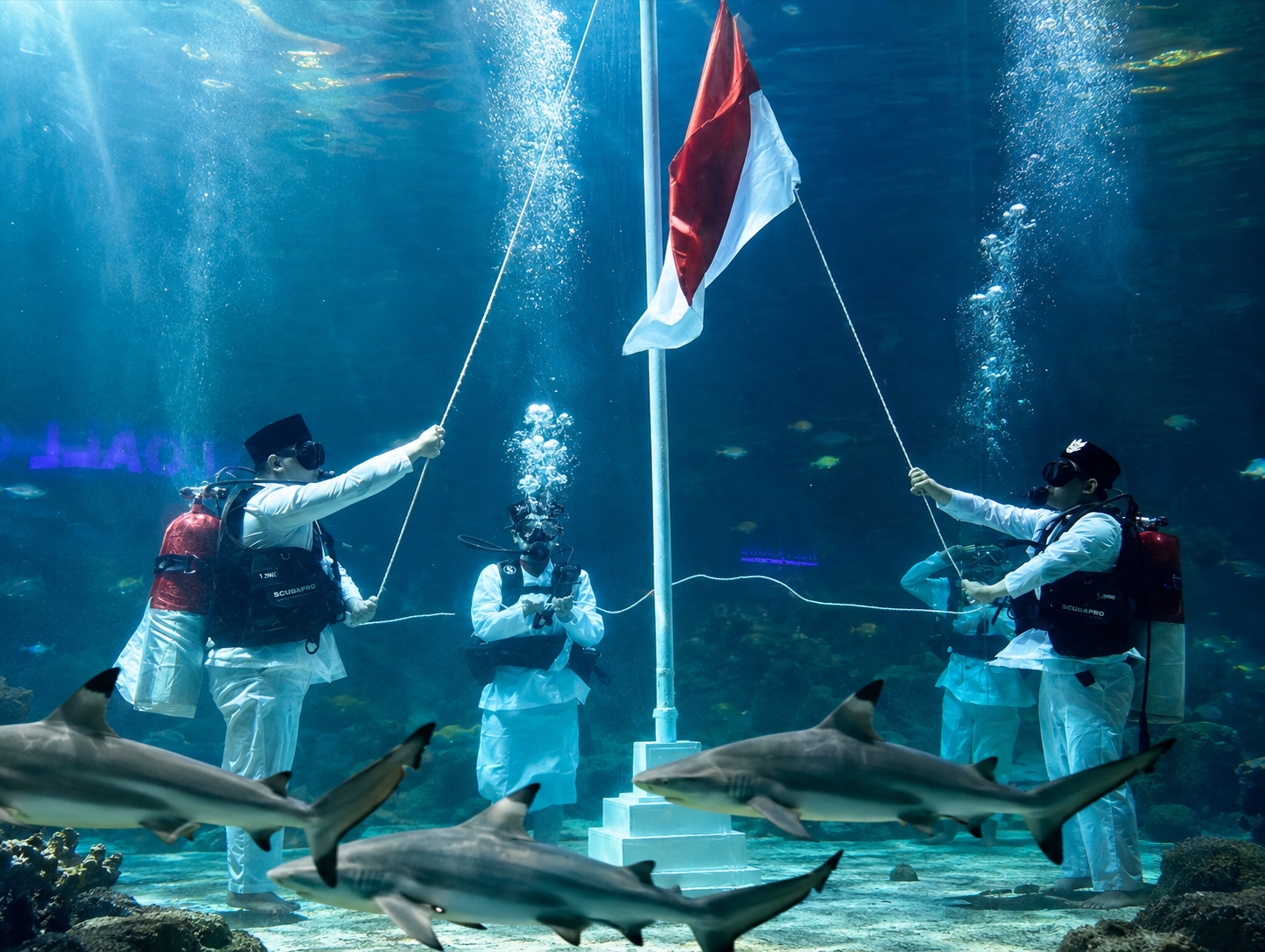 Indahnya Pengibaran Bendera Merah Putih di Shark Aquarium Sea World Ancol Meriahkan Suasana HUT Kemerdekaan RI ke-81
